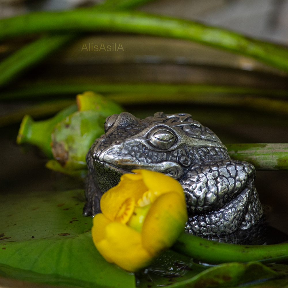 ROYAL FROG - Image 10