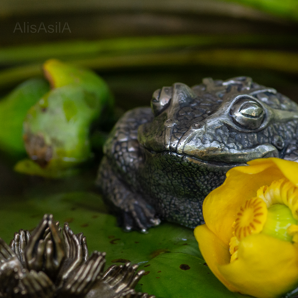 ROYAL FROG - Image 9