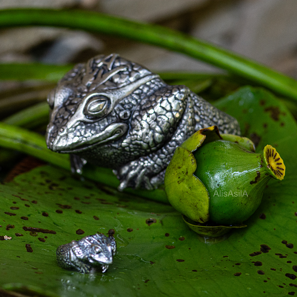 ROYAL FROG - Image 8